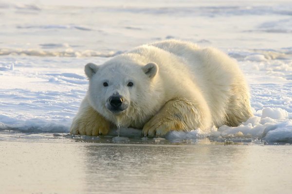 Où observer les ours polaires dans leur habitat naturel au Canada ?